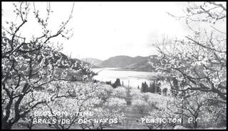 Blossom time, Braesyde Orchards, Penticton, B.C.