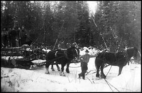 Team of horses pulling logs in winter