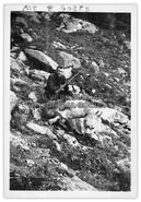 Frank Mills with mountain goats kill