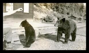 Man feeding black bears, Taft station