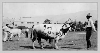 Bernard H. Morris of Enderby showing cow at Interior Provincial Exhibition