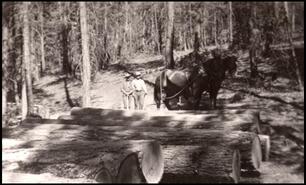 Logging with horse team at Monte Lake