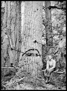 Three loggers on two logging springboards