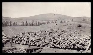 Logs in piles awaiting processing at Munson and Simpson Sawmill, Beaver Lake Road