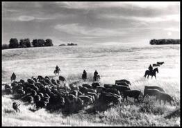 Small cattle drive in Minnie Lake Country,  Douglas Lake Ranch