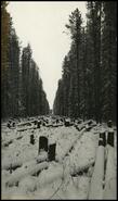 Stumps and snow on Banff-Windermere Highway right-of-way