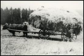 Alex Wood and son with haywagon, ca. 1930
