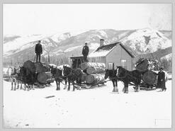 Horse drawn sleighs loaded with logs for scaling, Armstrong (1906)