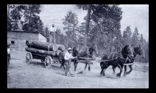 Ernest McCarthy driving team with wagon load of logs