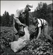 Bev Harris and young boy harvesting potatoes
