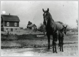 Horse and foal at William Ritchie home