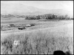 Sod roofed houses on the E.P. Taylor Ranch owned by Price Ellison