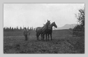 Unidentified man with horse team in field across road from McLeery Ranch