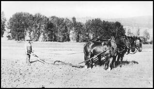 Three horse team pulling plow