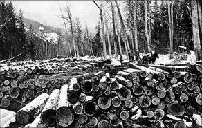 Logs at Johnston and Carswell sawmill in Enderby