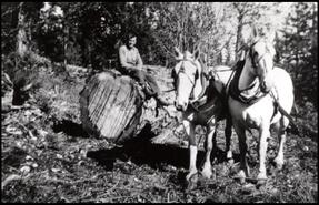 Jack Morrison sitting on large log at Parker Mill