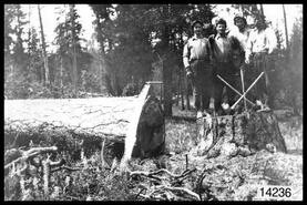 Loggers standing on stump of tree