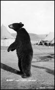 'Biddy' the bear, mascot of the 172nd Battalion, Rocky Mountain Rangers at Camp Vernon