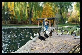 Duck pond in Polson Park