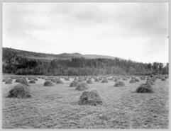 Haystacks in field at L & A Ranch