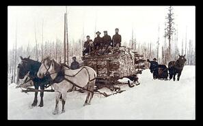 Sled hauling cordwood in winter