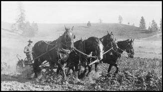 Four horse team cultivating field