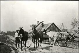 Teams of horses and oxen at the Waddell House
