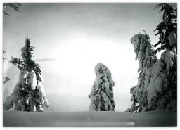 Winter scene with snow covered trees, Phoenix, B.C.