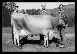 Ed Strickland and Elwood Rice with eight year old Jersey cow on Enderby farm