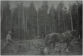 Andy Rauma clearing land with a horse