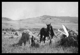 Oat stooks on W.A. Palmer Sheep Ranch at Okanagan Landing