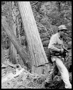 Harvesting cedar trees for shakes, Mabel Lake