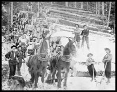 Columbia River Lumber Company logging crew with horses in winter