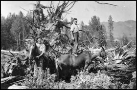Baird Brothers clearing and pulling stumps with horses