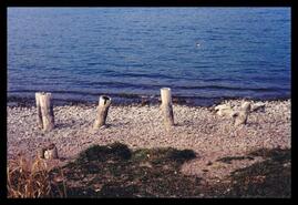 Remains of four pilings in front of Marshall Park for old Carr's Landing wharf