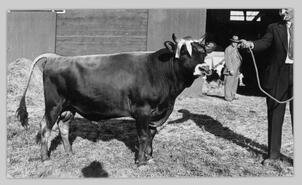 Jersey bull "Owl George" owned by R.G. Lockhart at Interior Provincial Exhibition
