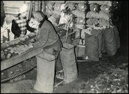 Bev Harris in group sorting and bagging potatoes on the Harris farm