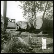 Logs at Sawyer's Mill