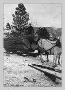 Horses pulling logs on sleigh, McLeery Ranch, Lansdowne