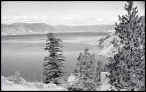 [Douglas fir and Ponderosa pines on hillside along Okanagan Lake?]