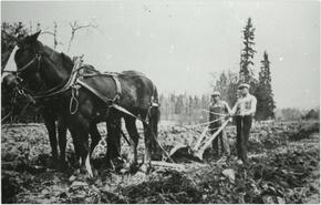Andy Rauma and Bill Heinonen working the land with two horses