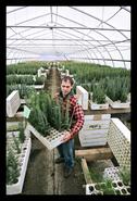 Research scientist Greg O'Neill with box of Sitka Spruce seedlings, Landing Nursery
