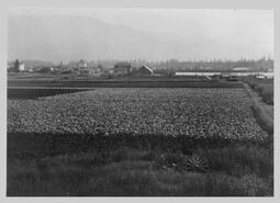 Cabbage field with Armstrong town centre in background