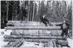 Barnes Bros. loading logs on a sleigh, Coalmont