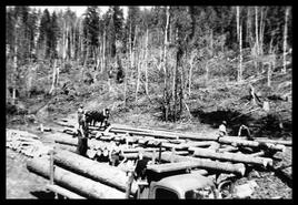 Men loading logs onto trucks, horse hauling logs at unidentified road camp