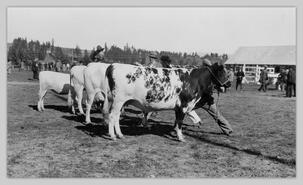 Ayreshire cow judging at Interior Provincial Exhibition
