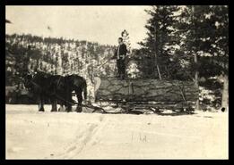 Horse team pulling sleigh with Jack Veale on Iron Mountain in Voght Valley
