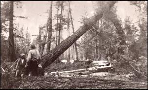 John Curnow and partner falling tree at Monte Lake