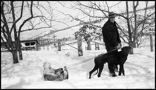 Dog pulling child in snow-sled on Lishman Farm