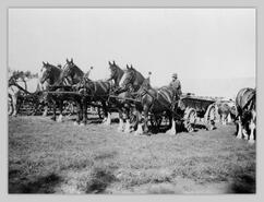 Teams and wagons at Interior Provincial Exhibition